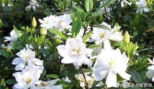 5种花适合夏天养,开花爆盆花期长,繁花似锦,花色美轮美奂