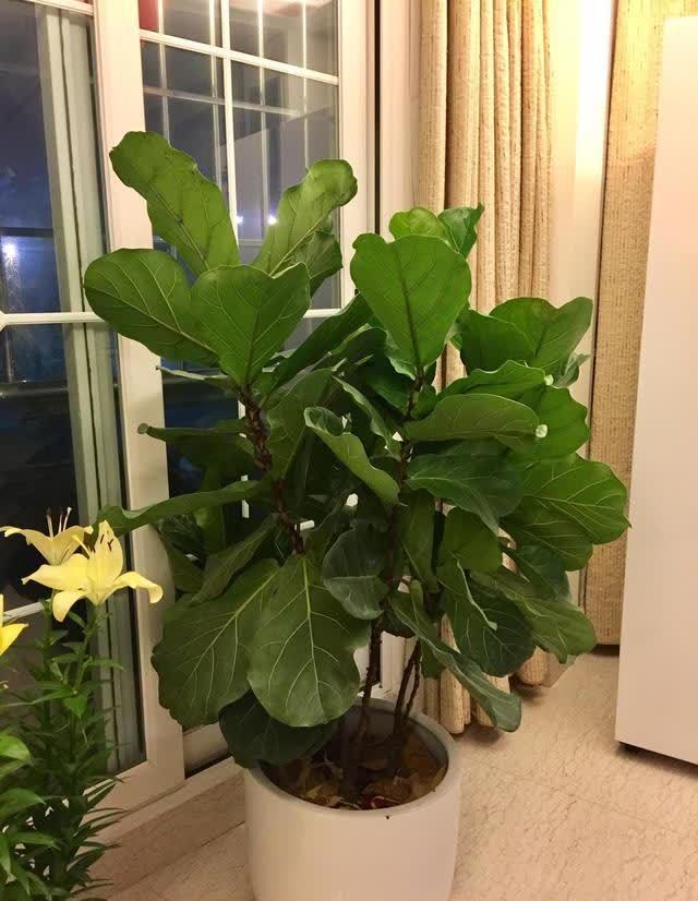 20种吉利大盆栽,客厅放一盆,吸收废气去异味,寓意好更养人