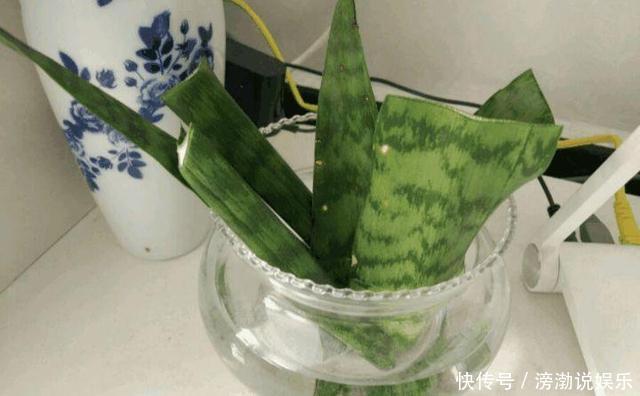 养护|多肉怕水其实错了!5个科属的多肉“水培”以后,会长得更好