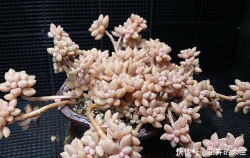 健壮|养多肉姬秋丽,喂点大补肥,根茎健壮冒新叶,好像多肉小公主!