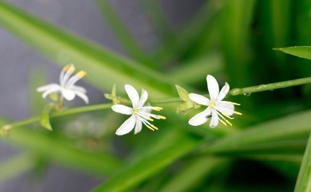 室内养花,养几盆花好?看容姐怎么说?