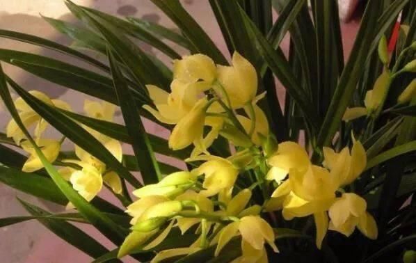 花卉|这种花，比茶花漂亮，比茉莉还香，年头开到年尾，比君子兰强多了