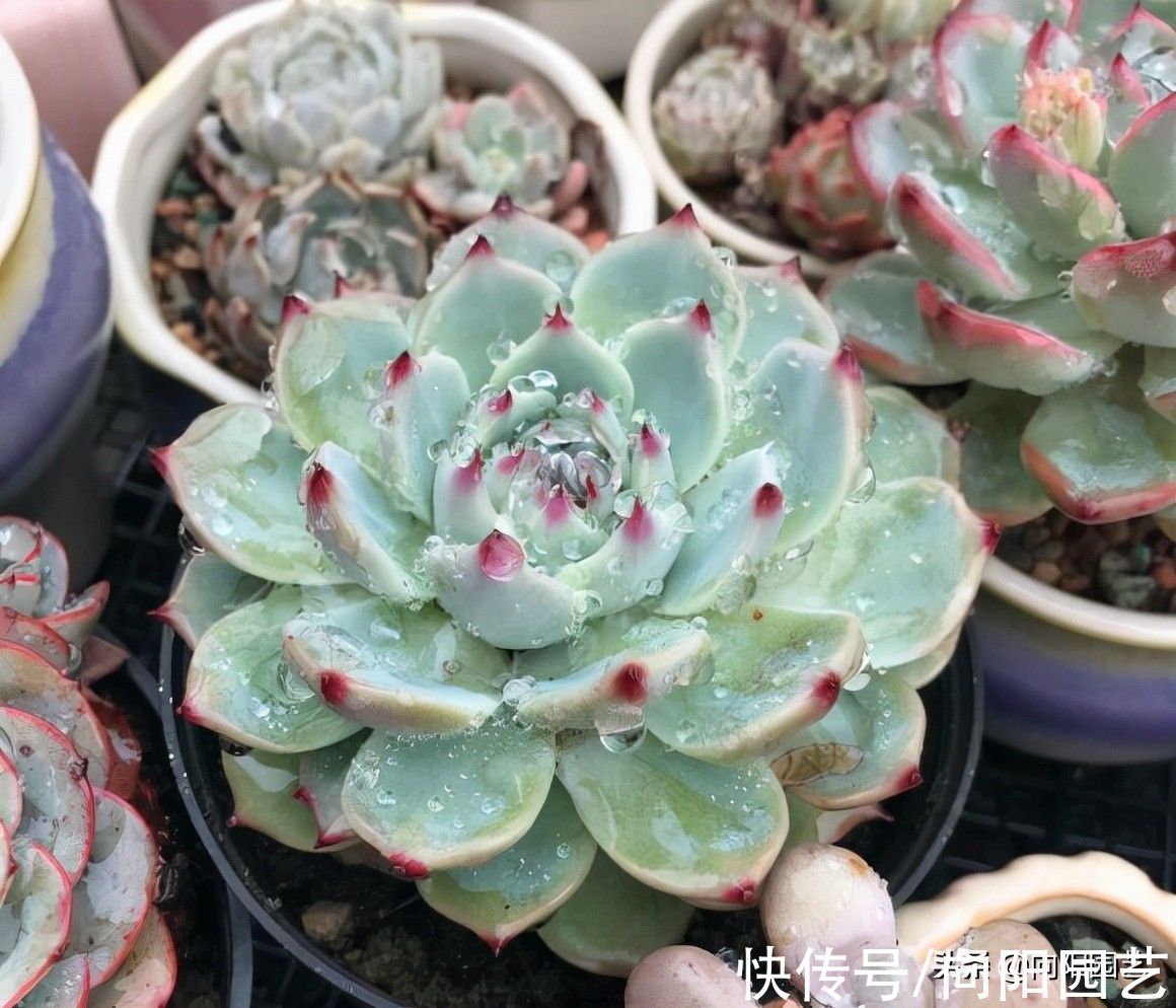 多肉|网上的多肉买回家，先要控形，不要着急养大，适应环境是关键