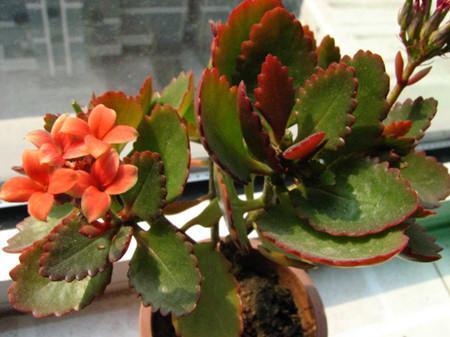 长寿花不能养得“太长寿”，难怪开花少、还容易生病