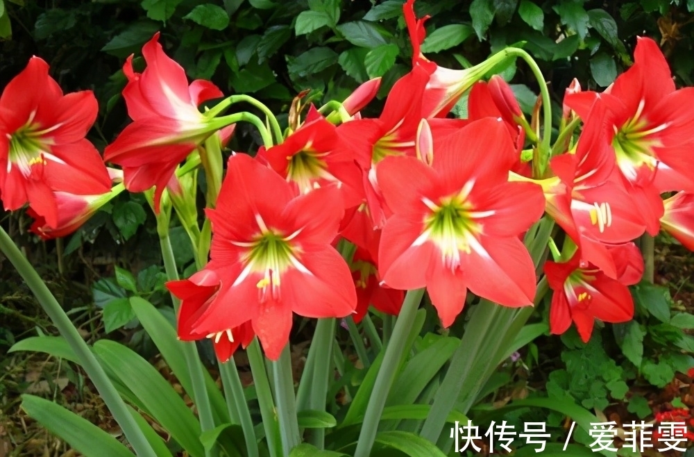 朱顶红为何惹人喜爱?养过才明白有多美!养好朱顶红的3要素总结