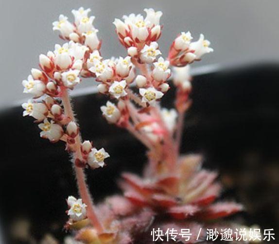 观赏价值|3种“多肉”，靠一杯水活“大半年”，没有光，照样叶肥、花儿多