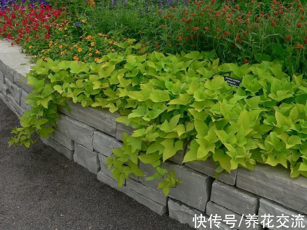 叶色|叶色丰富的观赏红薯，适合养成盆栽，开的喇叭状花朵很罕见