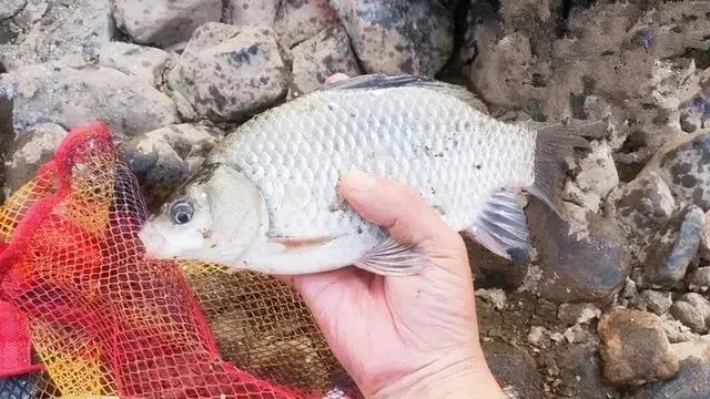 冬季最管用的开饵水,新钓友学会这几种,鱼获直接翻倍