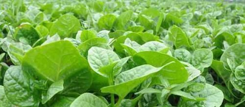 蠶菜蠶菜|女人要學(xué)會(huì)愛(ài)自己,4種野菜,刮油清脂,補(bǔ)充雌激素,美容抗衰老