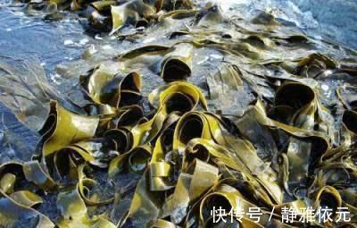 胆固醇|高血脂“天敌”被发现，每天吃一些，清血管降血脂，血栓不来扰