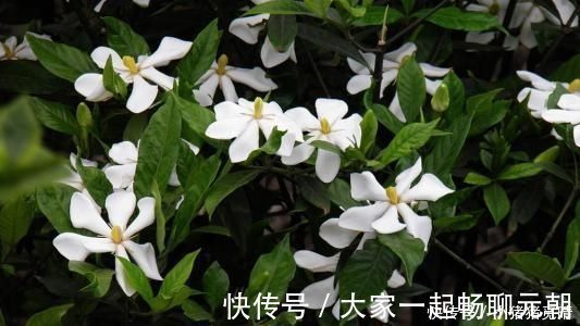 种花|公认不好养的3种花,大部分花友表示养不满1年,你养过几种