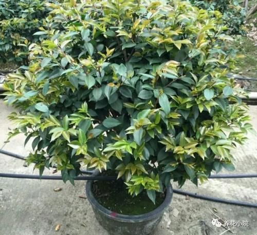 春季给桂花剪剪枝、抹抹芽，八月桂花才能满院飘香