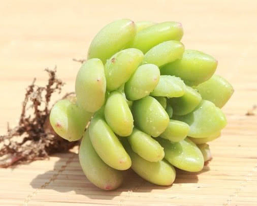 叶片|多肉凝脂莲怎么养更饱满教你3个小妙招,养出红润璀璨的凝脂莲