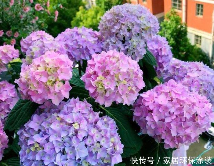 养花就养个花期长的,花大色艳,一次开放100朵