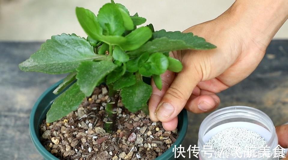 烂根|长寿花养不好?5个难题解决掉,养一盆爆一盆,不黑不烂,花更棒