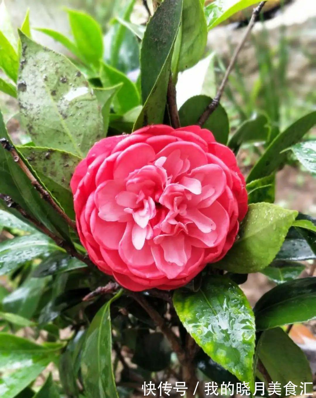 秋冬不开窗,就得养盆它,满屋子香味特好闻