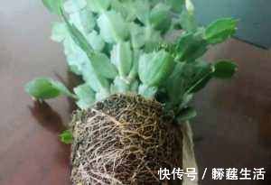 蟹爪兰有4“怕”，注意避开它，10天白根蹭蹭冒，独苗变群兰