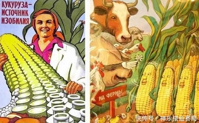 种植|从3%到1/6,赫鲁晓夫疯狂推广玉米种植,却加重了苏联的饥荒