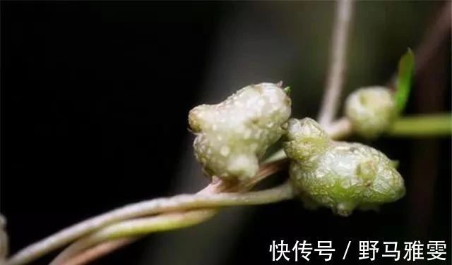 植物|藤三七应该怎么吃,有什么禁忌今天来科普一下