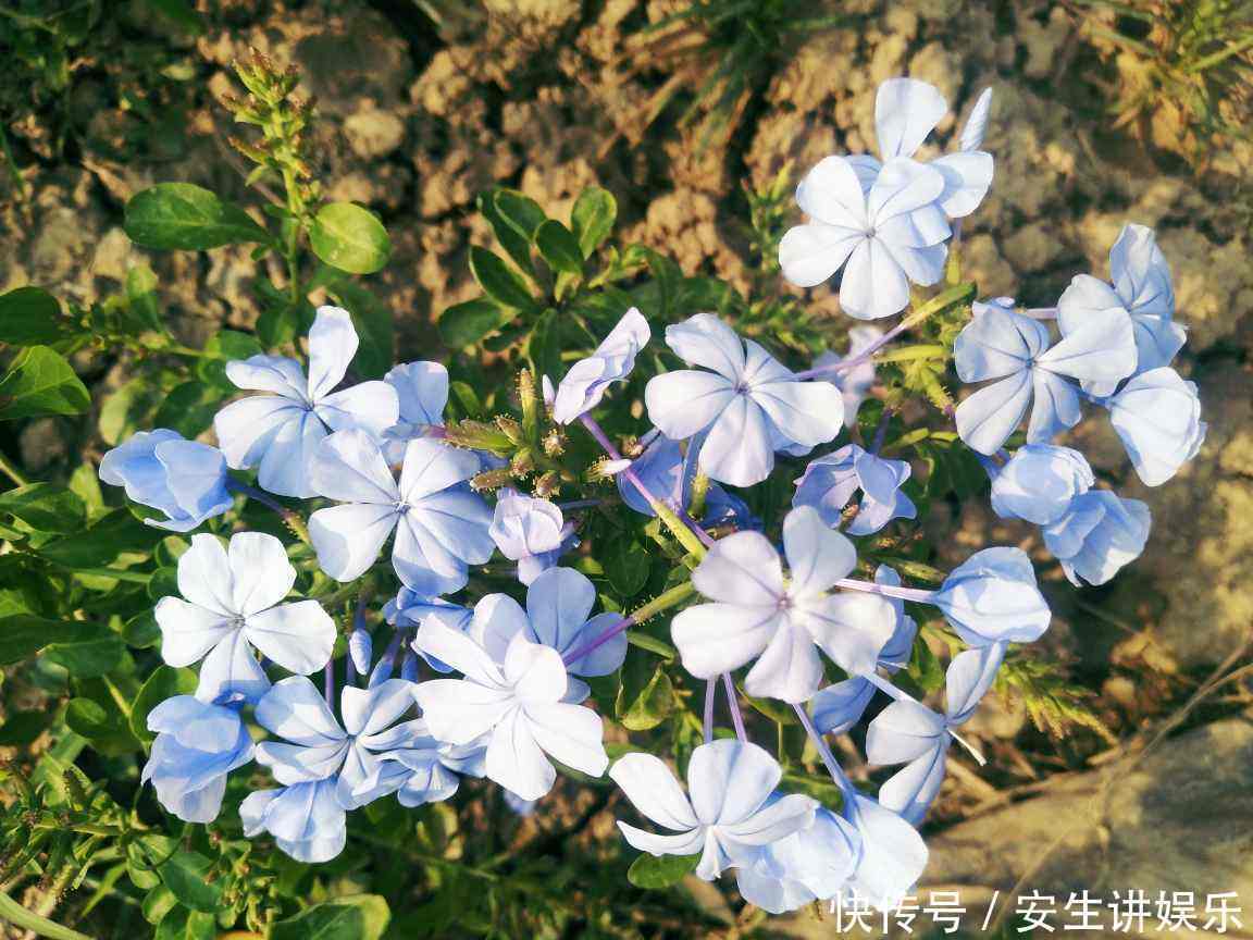 这花长得巴掌大,越晒花越多,一不小心就开成瀑布!