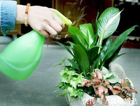 板结|养花要注意,这几种水不能浇花,不然黄叶又烂根!