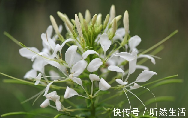 鱼腥草|66种野菜大图片，带你见识不同的野菜和吃法，你想要的野菜这里有