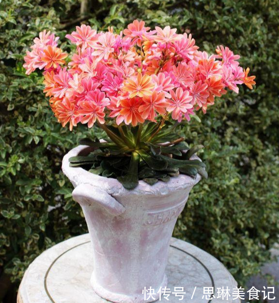 这花像长寿花一样好养,全年不间断的开花,太美了