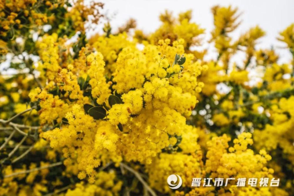 老年|惊艳来袭！晋江市区千亩“天然氧吧”，春节赏花好去处！