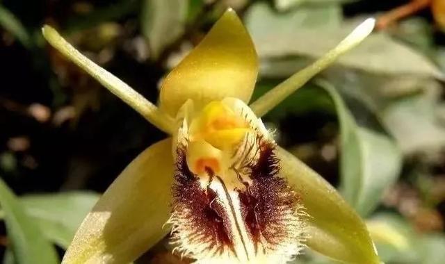 石斛兰|最全的兰花大鉴赏，看看你都见过几种兰花！