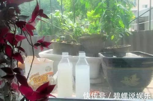 淘米水|很多人问淘米水能直接浇花吗一个步骤教你将其变成绝佳肥料!