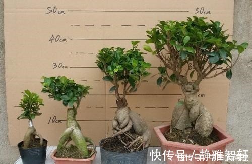 人参榕|人参榕盆景美观大气、上档次，注意4方面，养出千奇百怪的造型！