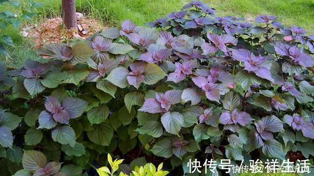 食物|肝炎最怕的两种食物, 肝不好常吃, 肝脏越来越健康