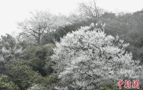 杏花|四川古蔺夜间降雪 虎头山上再现雾凇景观