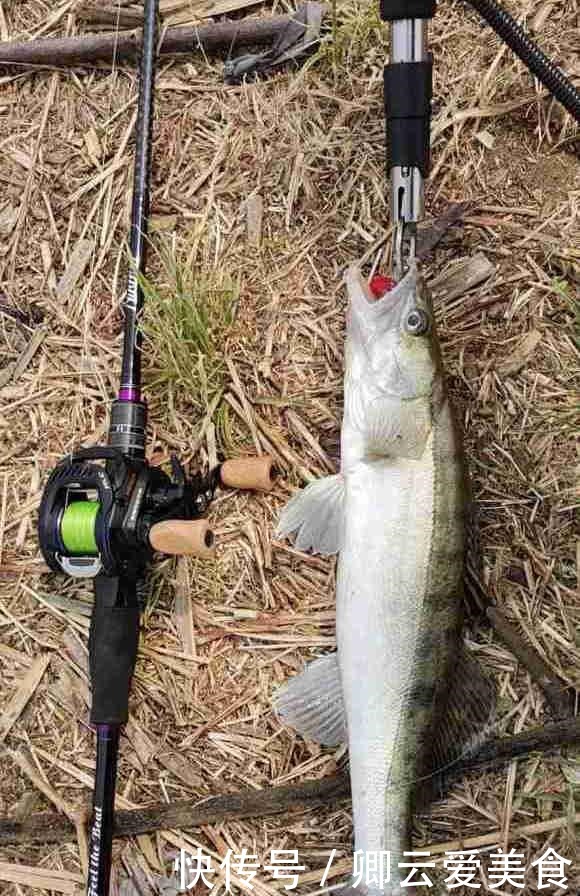 凶猛梭鲈鱼入侵山东多地,临沂钓鱼人:钓了几条,以为是鳜鱼