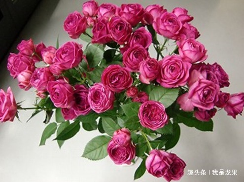 喜欢菊花,不如养盆“优良名菊”唐宇托桂,似金凤展翅,翱翔天际