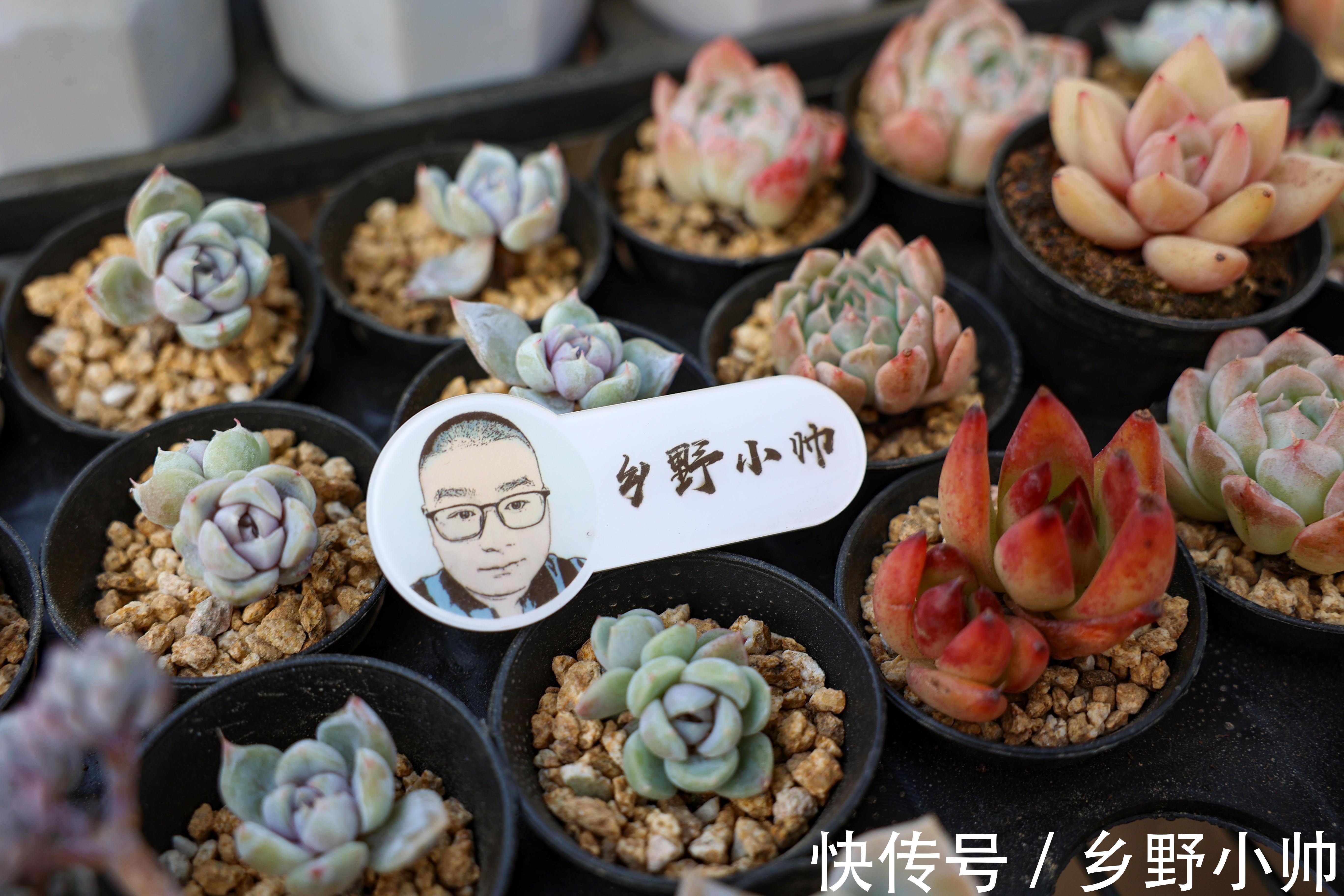 光照|多肉生长缓慢养不好?修好根系做好管理, 养肉其实很简单