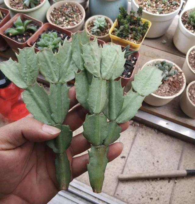 蟹爪兰掉成“无爪虾”,就是夏天做错“一件事”,还不赶紧改正