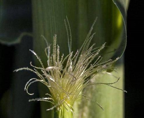 型糖尿病|糖尿病的“死对头”,“天然胰岛素”,每天来几口,血糖不上升