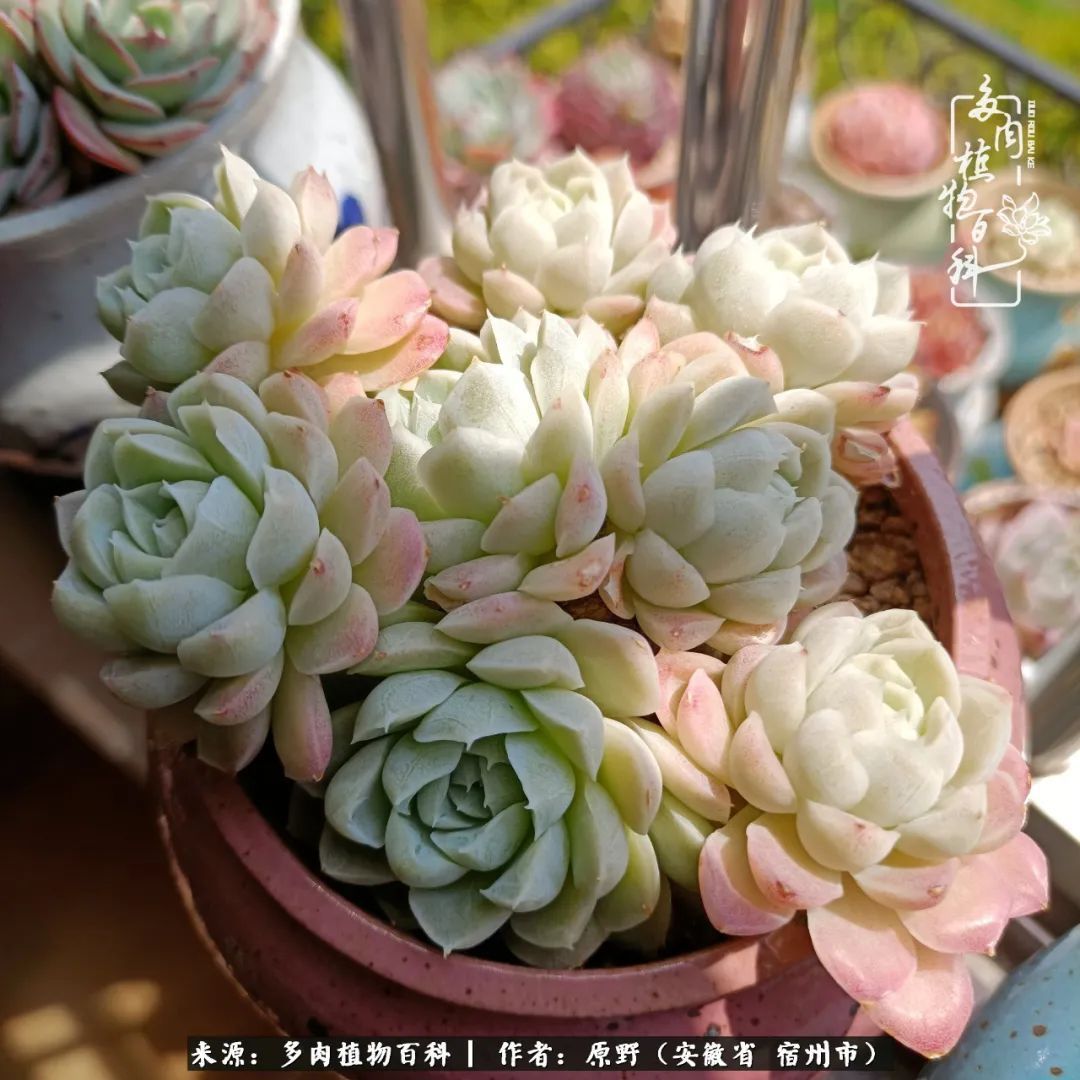 揭秘那些干净又温暖的多肉照片从哪里来
