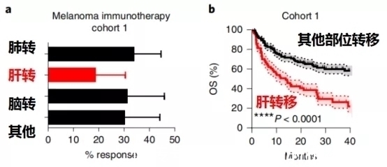 肝转移|让肺癌治疗失效的元凶竟然是它!逆转方法如此简单—抗癌管家