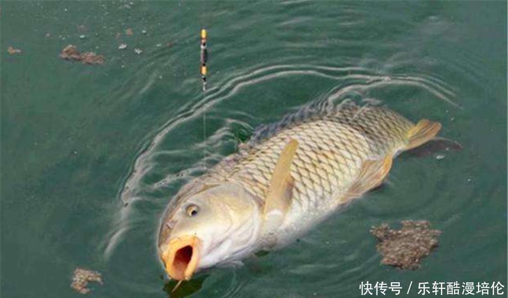春季钓鲤鱼,野生鲤鱼特别“嘴巴刁”,窝料配方一定要投其所好!