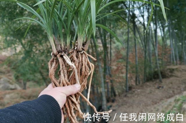 新栽的兰花什么时候浇水当时就浇和隔几天再浇,其实都不完全对