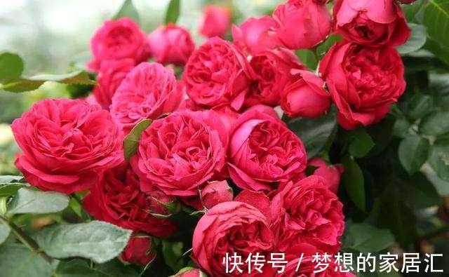 夏天|4种“漂亮花”,秋天怕乱修剪,姿势不对,剪了白费,不开花