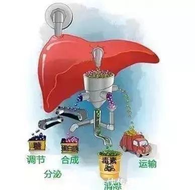 毁肝第一名不是酒精?是你每天都在做的这些事