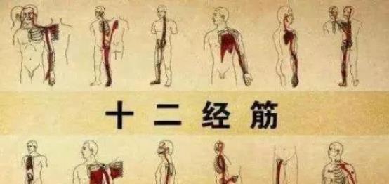 筋者|筋长一寸,寿延十年,养生必知人体保护“神筋”的7大功能与作用