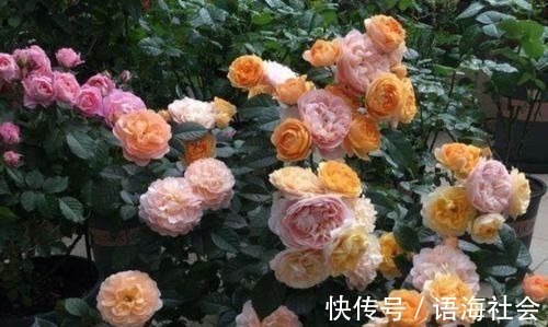 4款艳美的花卉，便宜又好养，花色鲜艳，适合种在庭院观赏