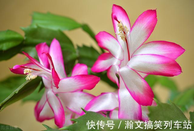 蟹爪兰别放3处养,花量打折扣,学会换位置,收获不一样