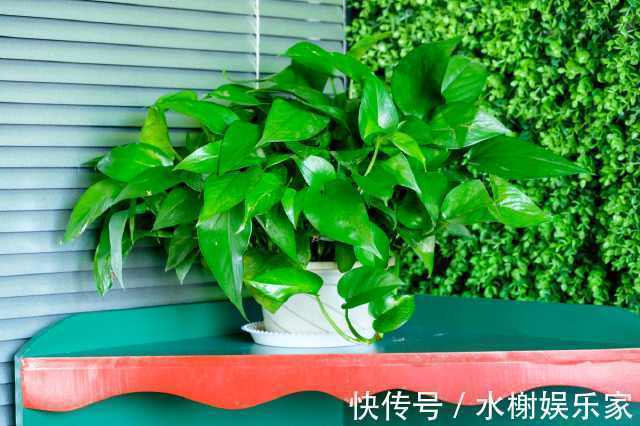 叶子|细数绿萝叶子发黄的五大原因,你是否中招了新手学到了