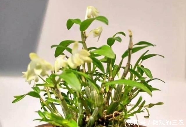 养几株对身体好的花草，除了欣赏，还能食疗，堪称阳台小药箱