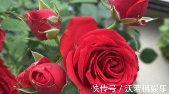 新手|新手养花，不如养盆传统玫瑰“永远的莫斯科”花容月貌，花好月圆